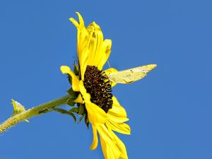 Preview wallpaper sunflower, flower, butterfly, insect, summer