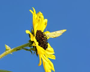 Preview wallpaper sunflower, flower, butterfly, insect, summer