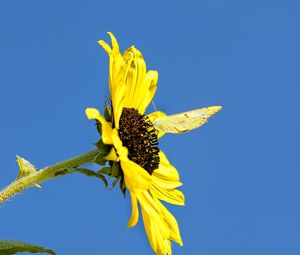 Preview wallpaper sunflower, flower, butterfly, insect, summer