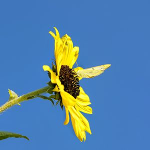 Preview wallpaper sunflower, flower, butterfly, insect, summer