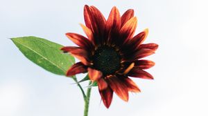 Preview wallpaper sunflower, flower, decorative, flowering, plant