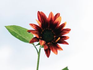 Preview wallpaper sunflower, flower, decorative, flowering, plant