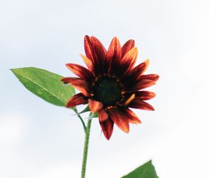 Preview wallpaper sunflower, flower, decorative, flowering, plant