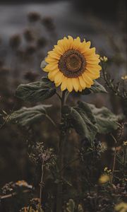 Preview wallpaper sunflower, flower, field, bloom, summer