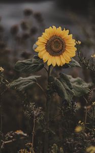 Preview wallpaper sunflower, flower, field, bloom, summer