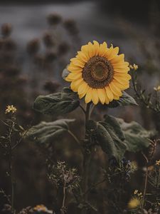 Preview wallpaper sunflower, flower, field, bloom, summer