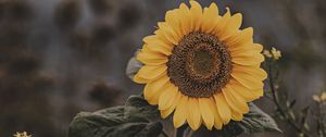 Preview wallpaper sunflower, flower, field, bloom, summer