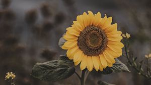 Preview wallpaper sunflower, flower, field, bloom, summer