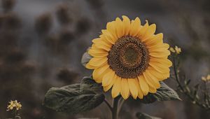 Preview wallpaper sunflower, flower, field, bloom, summer