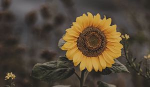 Preview wallpaper sunflower, flower, field, bloom, summer