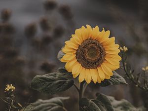 Preview wallpaper sunflower, flower, field, bloom, summer