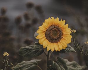 Preview wallpaper sunflower, flower, field, bloom, summer