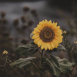 Preview wallpaper sunflower, flower, field, bloom, summer