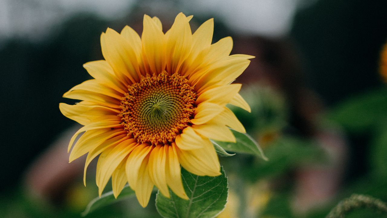 Wallpaper sunflower, flower, field, summer