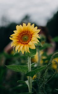 Preview wallpaper sunflower, flower, field, summer