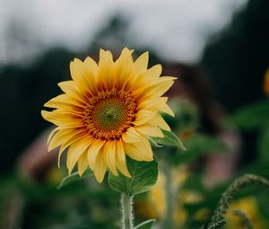 Preview wallpaper sunflower, flower, field, summer