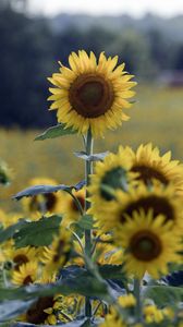 Preview wallpaper sunflower, flower, field, summer, yellow