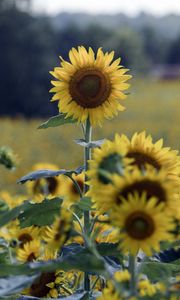 Preview wallpaper sunflower, flower, field, summer, yellow