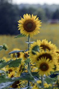 Preview wallpaper sunflower, flower, field, summer, yellow