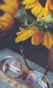 Preview wallpaper sunflower, flower, glasses, blur