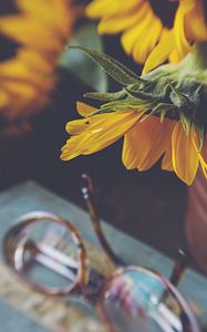 Preview wallpaper sunflower, flower, glasses, blur