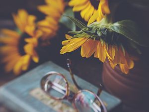 Preview wallpaper sunflower, flower, glasses, blur