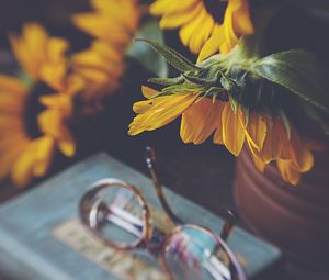 Preview wallpaper sunflower, flower, glasses, blur