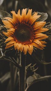 Preview wallpaper sunflower, flower, leaves