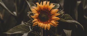Preview wallpaper sunflower, flower, leaves