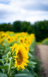 Preview wallpaper sunflower, flower, leaves, petals, yellow