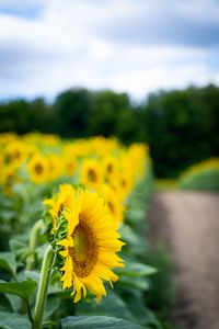 Preview wallpaper sunflower, flower, leaves, petals, yellow