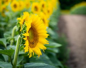 Preview wallpaper sunflower, flower, leaves, petals, yellow