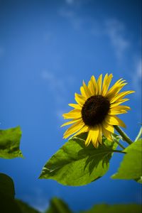 Preview wallpaper sunflower, flower, leaves, sky