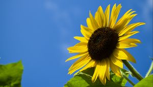 Preview wallpaper sunflower, flower, leaves, sky