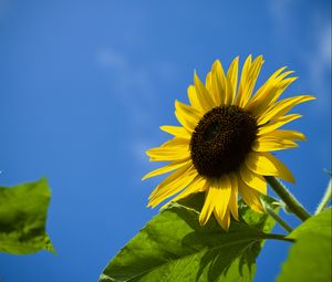 Preview wallpaper sunflower, flower, leaves, sky