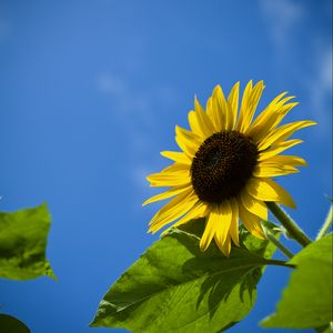 Preview wallpaper sunflower, flower, leaves, sky