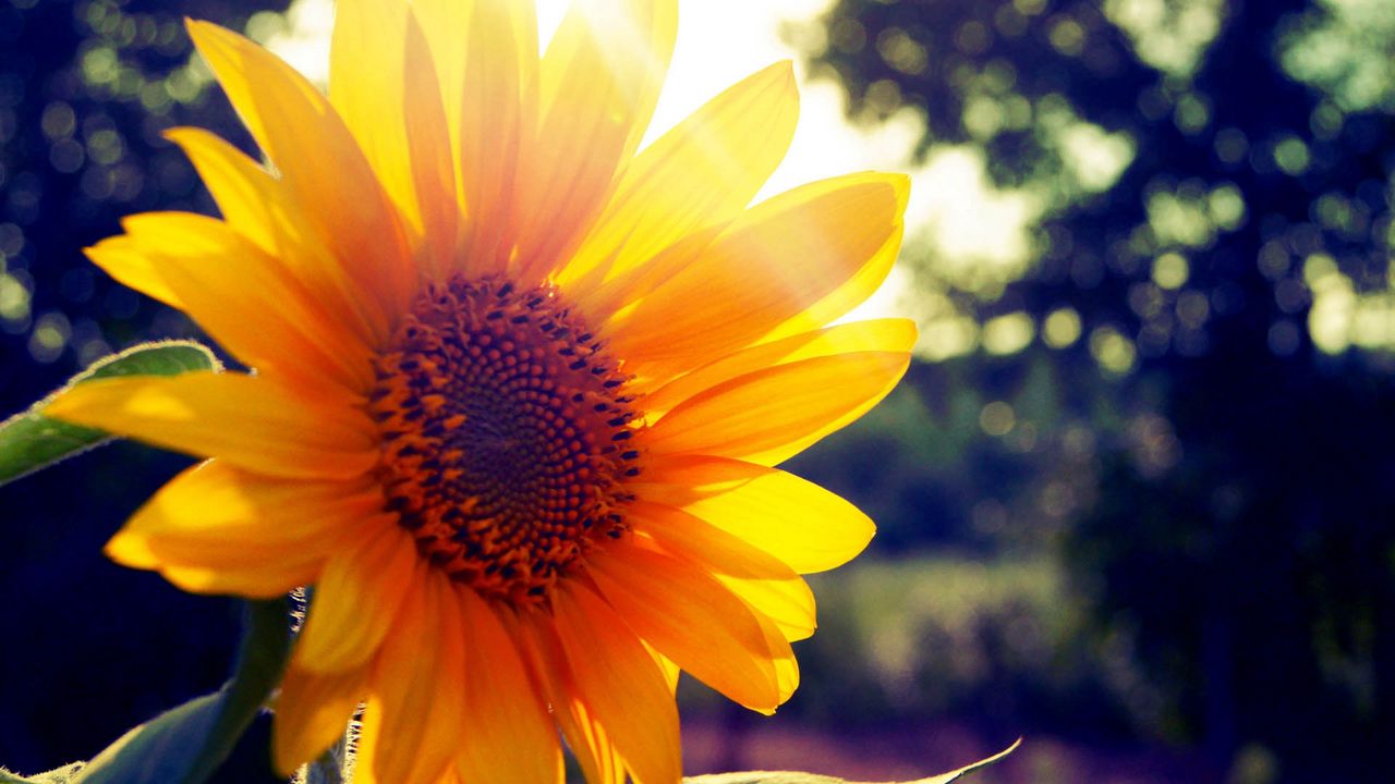 Wallpaper sunflower, flower, light