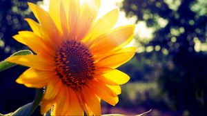 Preview wallpaper sunflower, flower, light