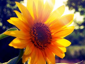 Preview wallpaper sunflower, flower, light