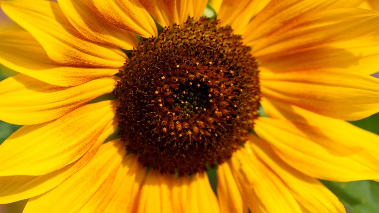 Wallpaper sunflower, flower, macro, pollen, petals, yellow