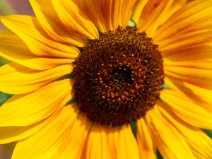 Preview wallpaper sunflower, flower, macro, pollen, petals, yellow