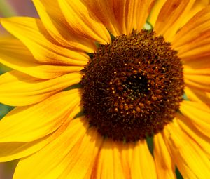 Preview wallpaper sunflower, flower, macro, pollen, petals, yellow