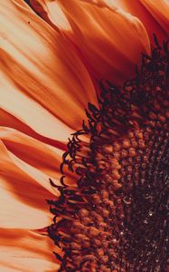 Preview wallpaper sunflower, flower, macro, blur, petals