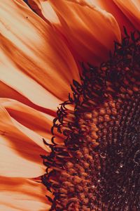 Preview wallpaper sunflower, flower, macro, blur, petals