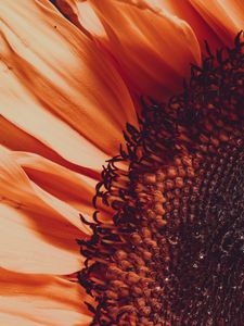 Preview wallpaper sunflower, flower, macro, blur, petals