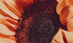 Preview wallpaper sunflower, flower, macro, blur, petals