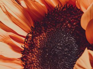Preview wallpaper sunflower, flower, macro, blur, petals