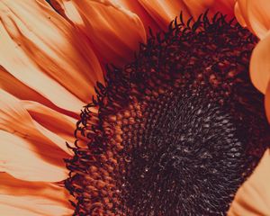 Preview wallpaper sunflower, flower, macro, blur, petals