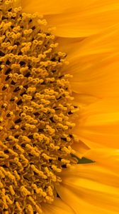 Preview wallpaper sunflower, flower, macro, petals, yellow