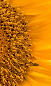 Preview wallpaper sunflower, flower, macro, petals, yellow